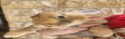 Continental Giant rabbits for sale: Continental giant blue Harliquin baby girl  - Advert 3
