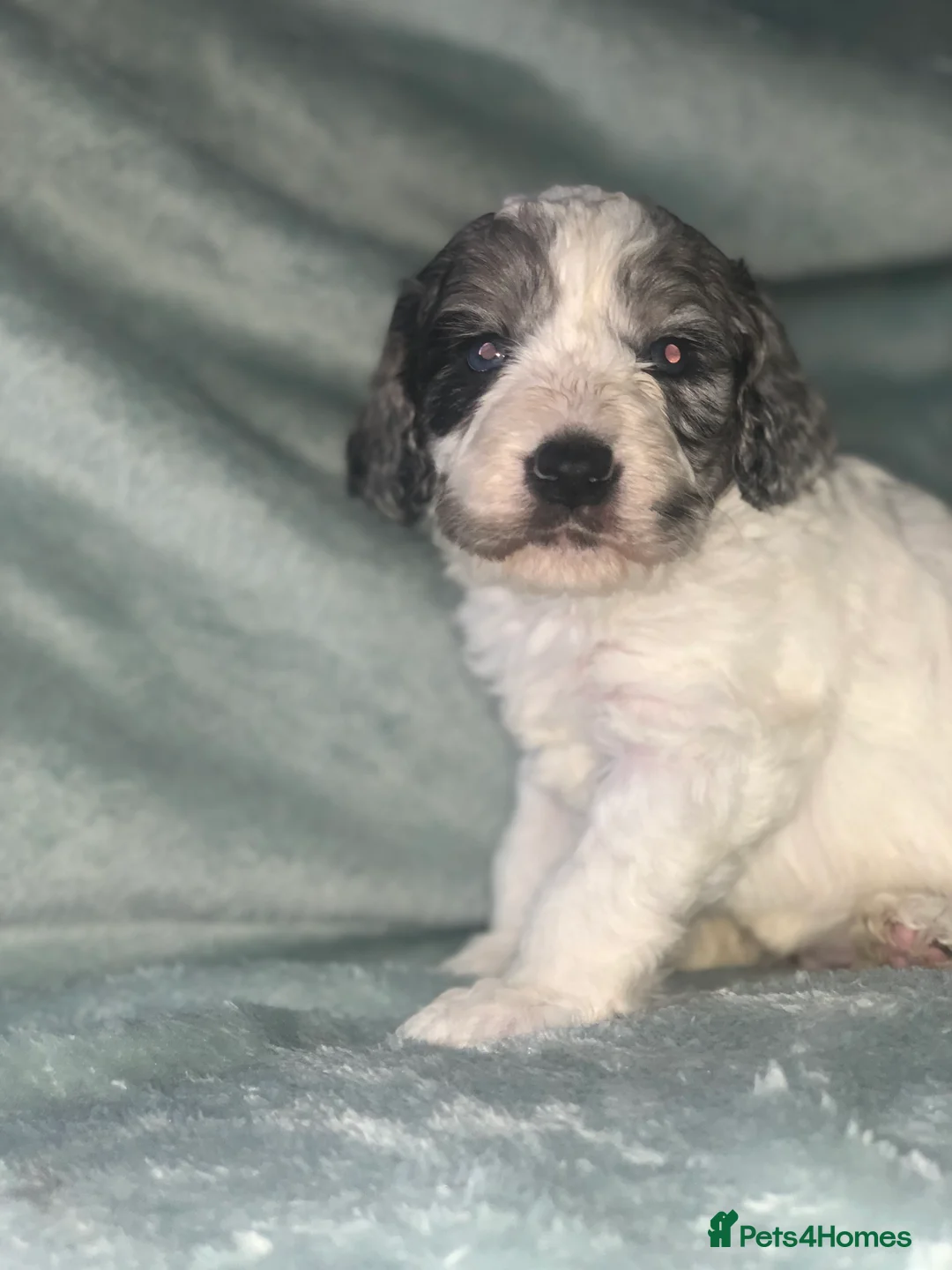 Cockapoo dogs for sale: BEAUTIFUL F2 COCKAPOO PRA CLEAR - Advert 1