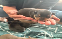Chihuahua dogs for sale: 3 gorgeous boys  - Image 1