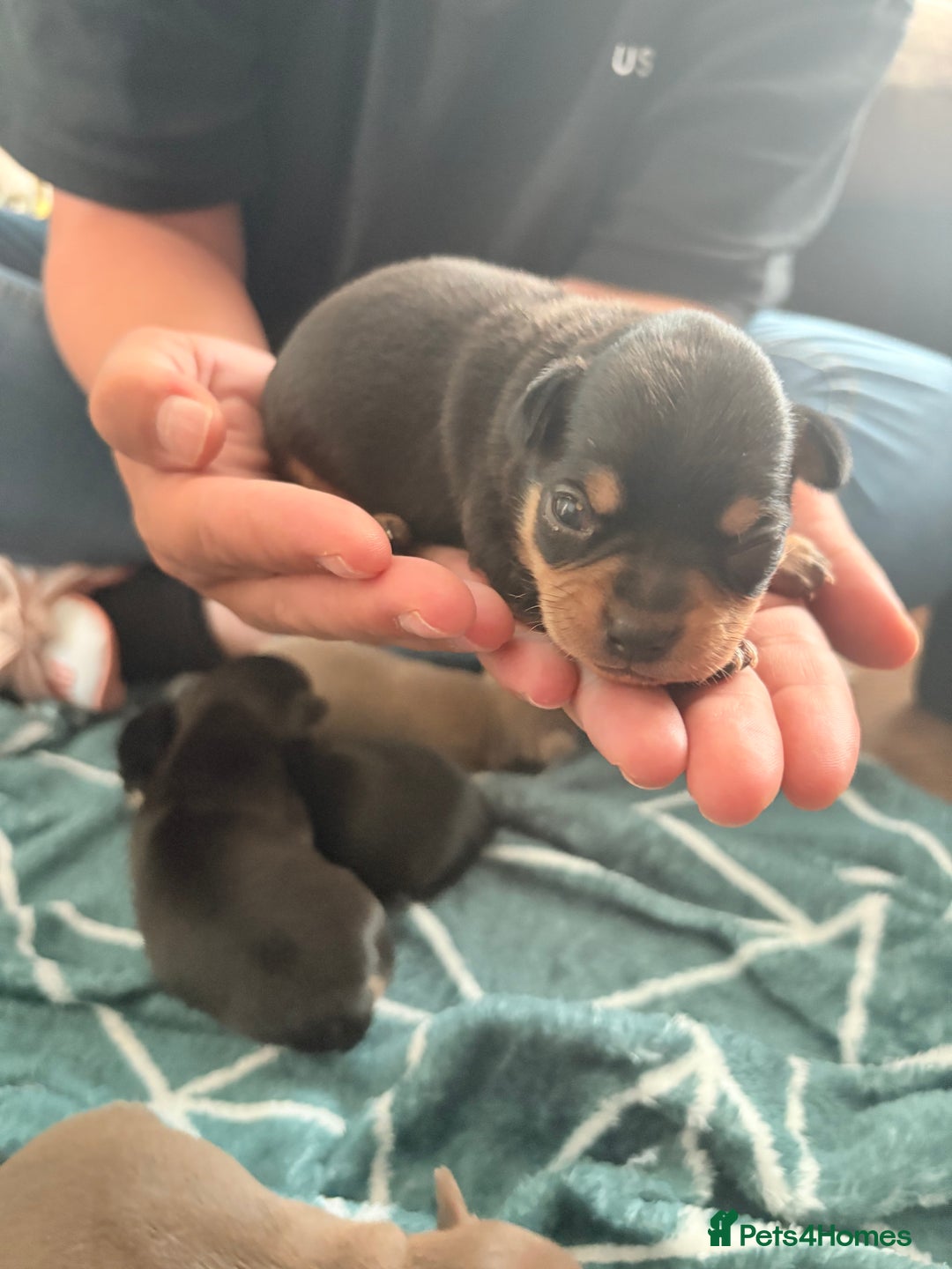 Chihuahua dogs for sale: 3 gorgeous boys  - Image 1
