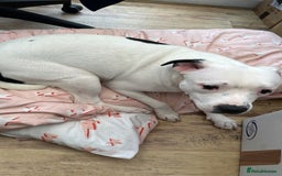 Staffordshire Bull Terrier dogs for sale: Beautiful Nearly 2 year old staff  - Image 2