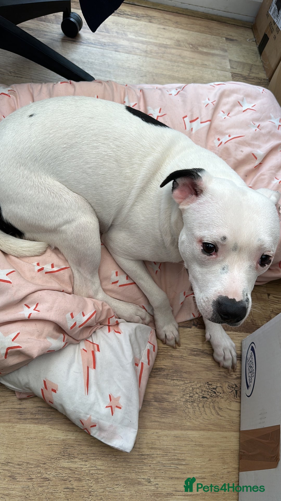 Staffordshire Bull Terrier dogs for sale: Beautiful Nearly 2 year old staff  - Image 2