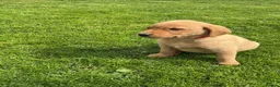 Labrador Retriever dogs for sale: For Red Labrador pups. KC REG/COUNCIL LICENSED  - Advert 4
