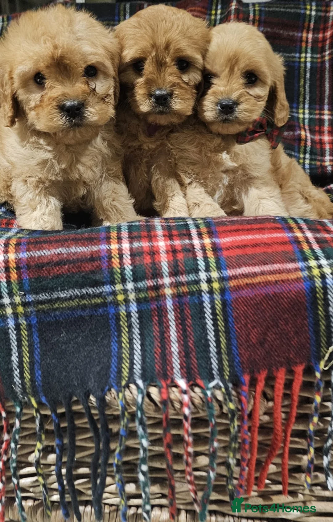 Cavapoochon dogs for sale: They are ready to leave now  - Advert 2