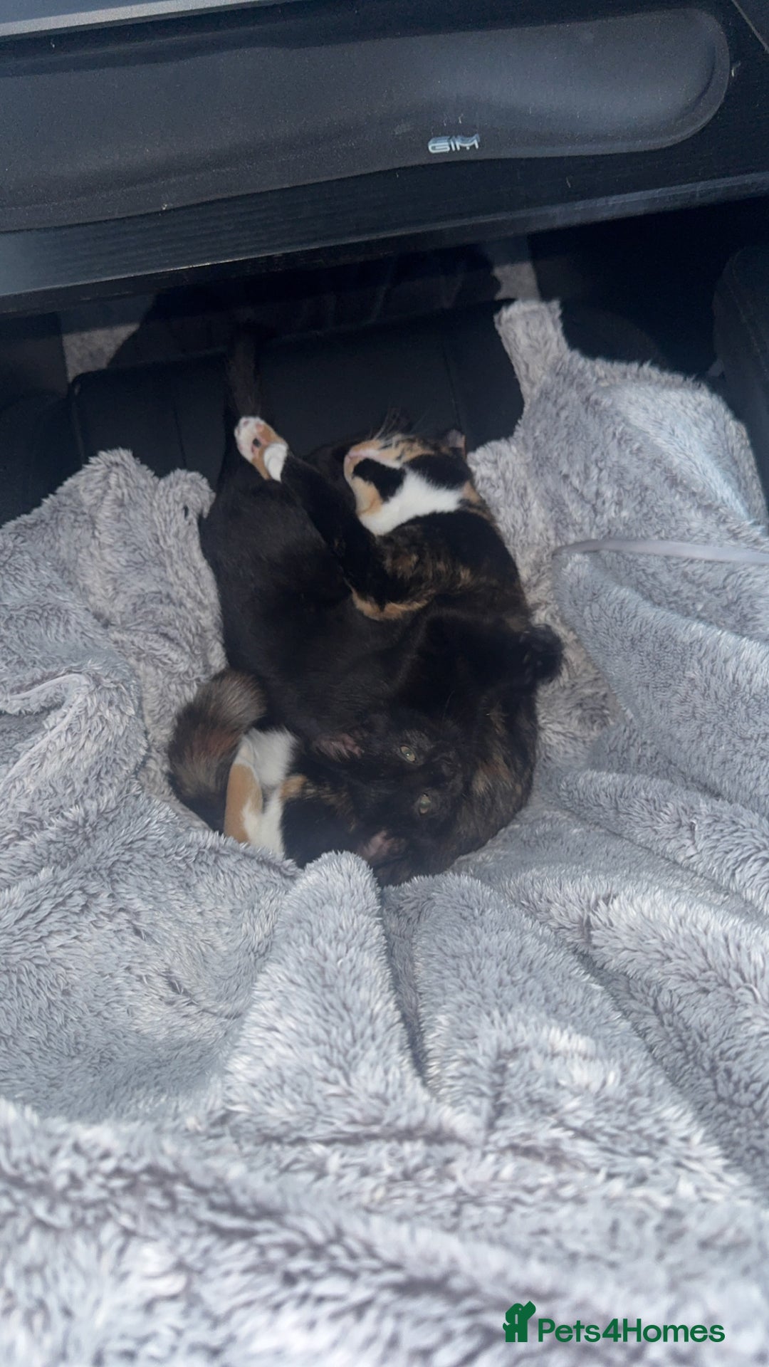 Mixed Breed cats for sale: Kittens  - Image 4