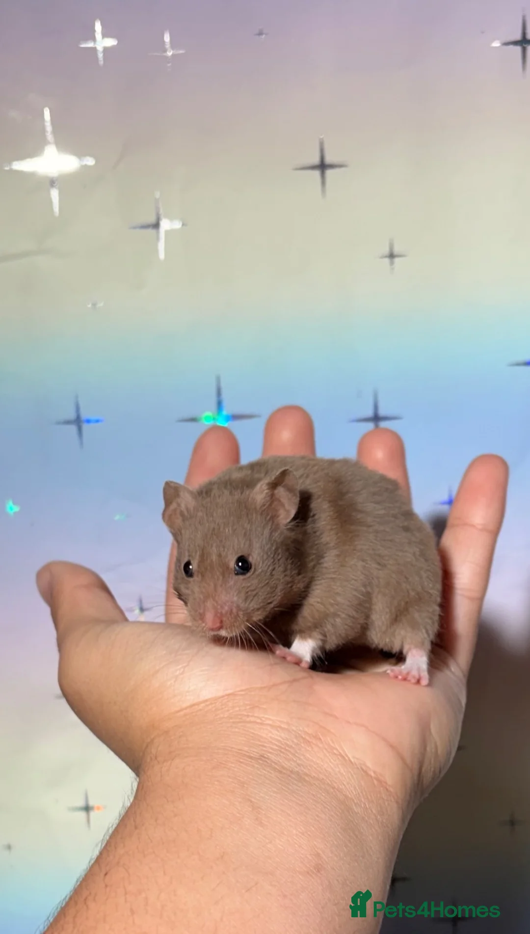 Hamster rodents for sale: STUNNING TAME PEDIGREE SYRIAN HAMSTERS - Advert 2