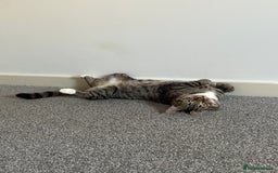 Mixed Breed cats for sale: Snowy and pip🩵💕 - Image 23