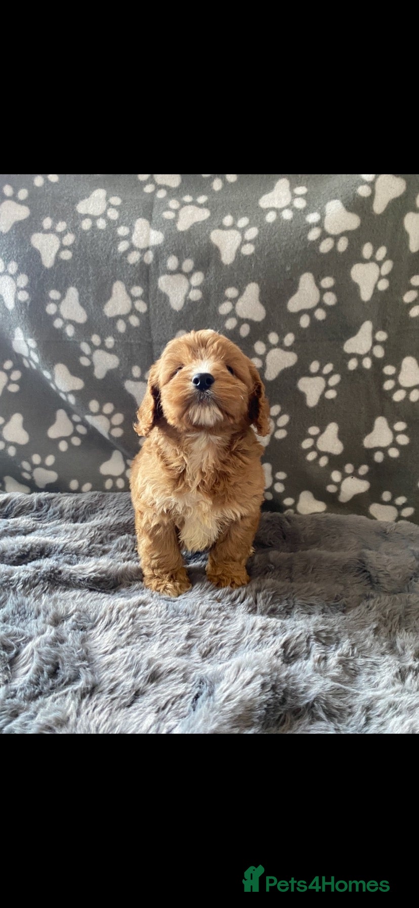 Cockapoo dogs for sale: stunning f1 cockapoo puppies  - Advert 18