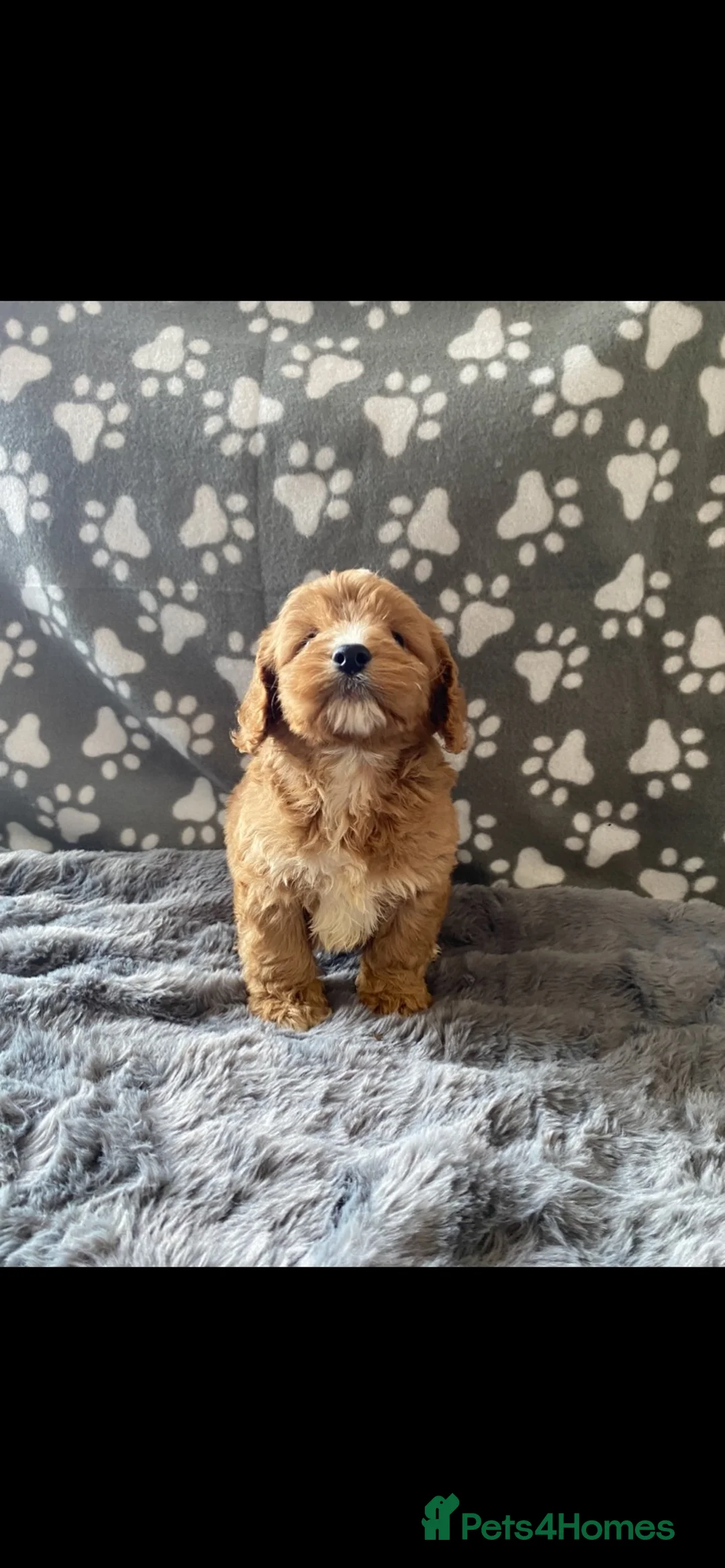Cockapoo dogs for sale: stunning f1 cockapoo puppies  - Advert 1
