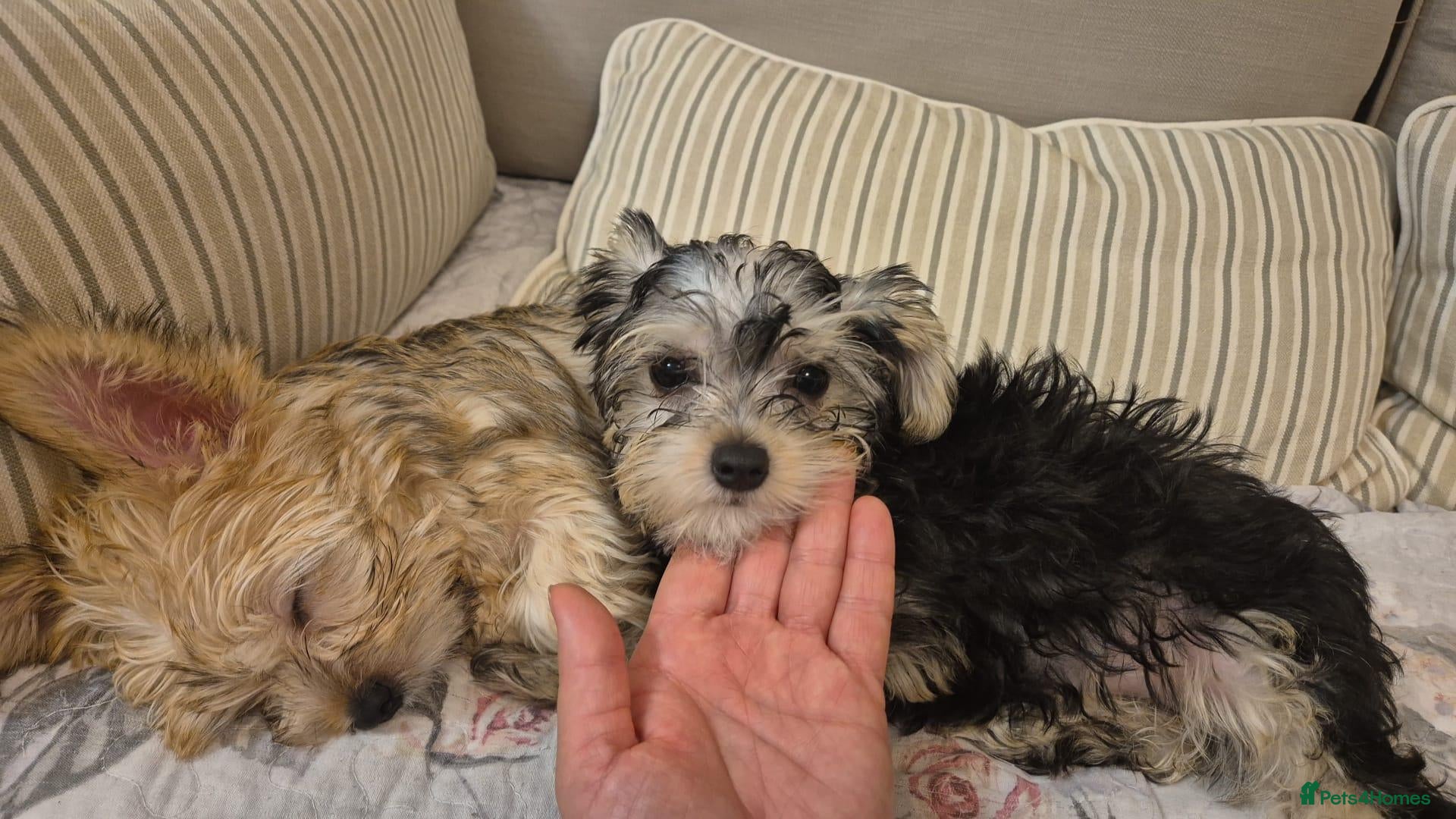 Yorkshire Terrier dogs Yorkshire Terrier 3 BEAUTIFUL GIRLS AVAILABLE 🐾💗 - Advert 18