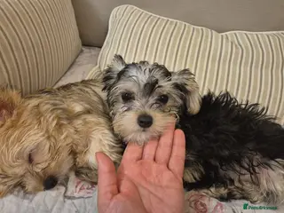 Yorkshire Terrier dogs Yorkshire Terrier 3 BEAUTIFUL GIRLS AVAILABLE 🐾💗 - Advert 18