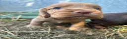 Cocker Spaniel dogs for sale: Stunning red KC working cocker puppies  - Advert 11