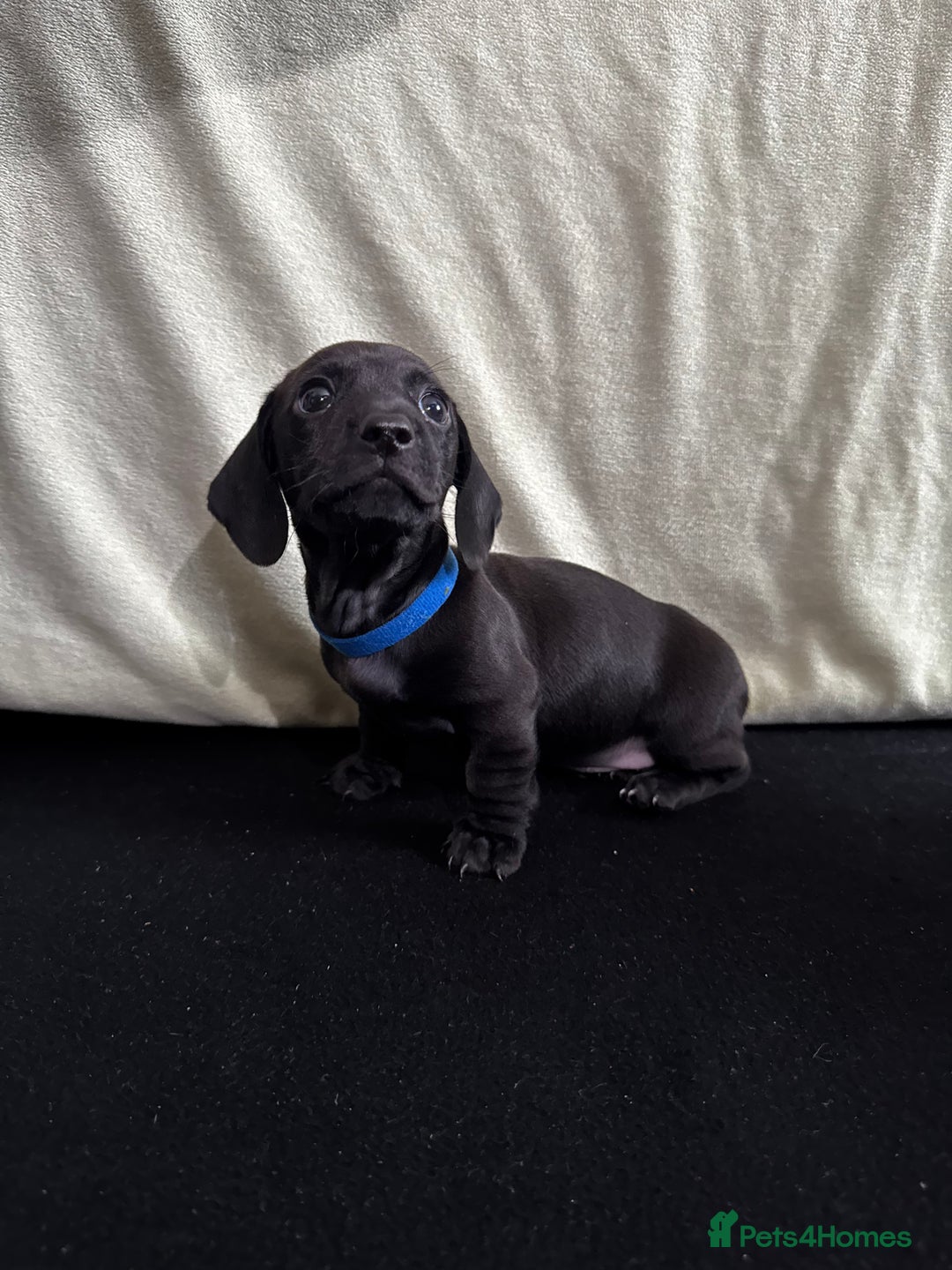 Dachshund dogs for sale: Miniature Dachshund Puppies  - Image 12