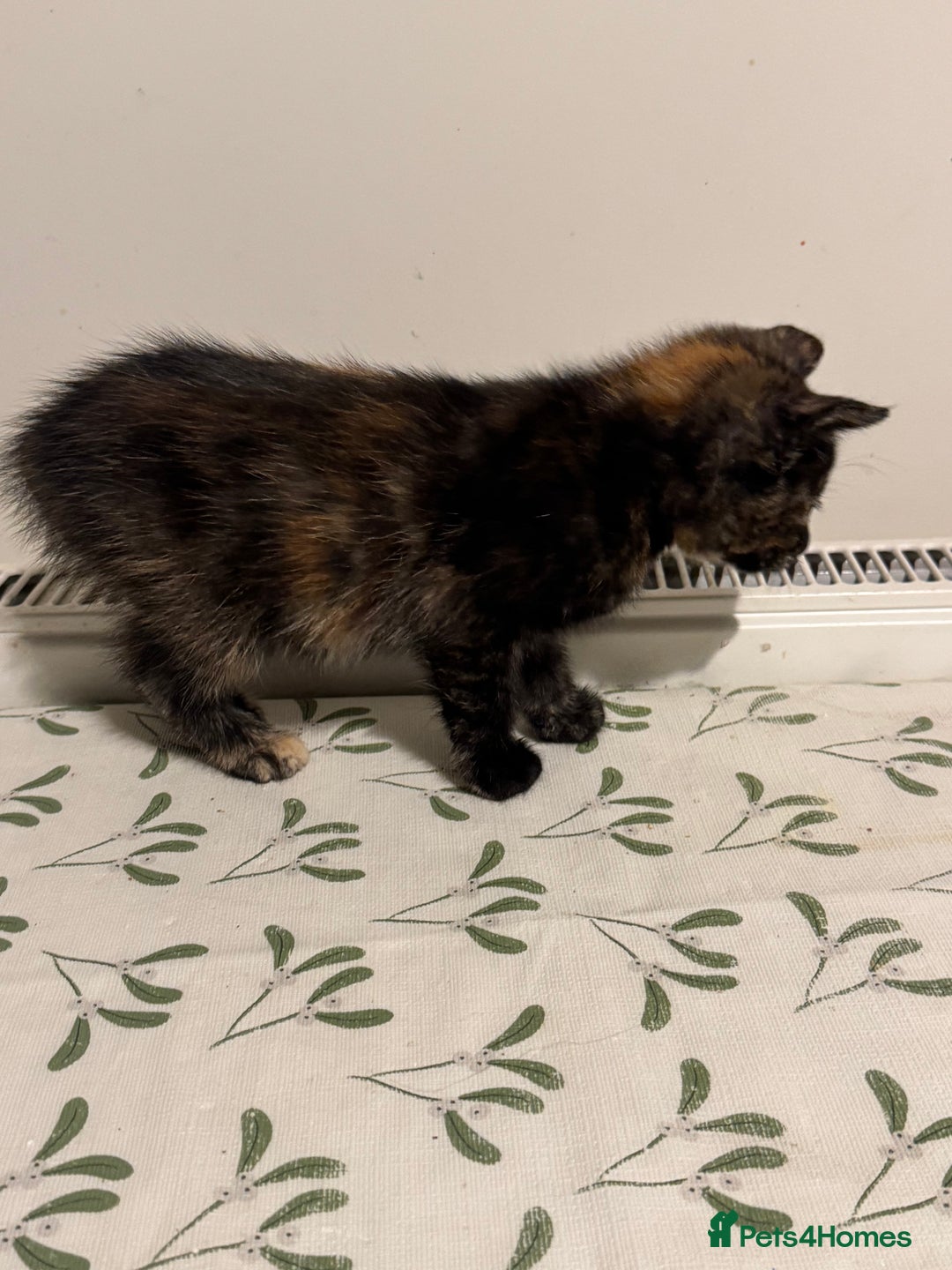 Mixed Breed cats for sale: 8 Weeks Old, Kittens for Sale - Advert 2