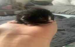 Maine Coon cats for sale: Beautiful kittens for sale  - Image 5