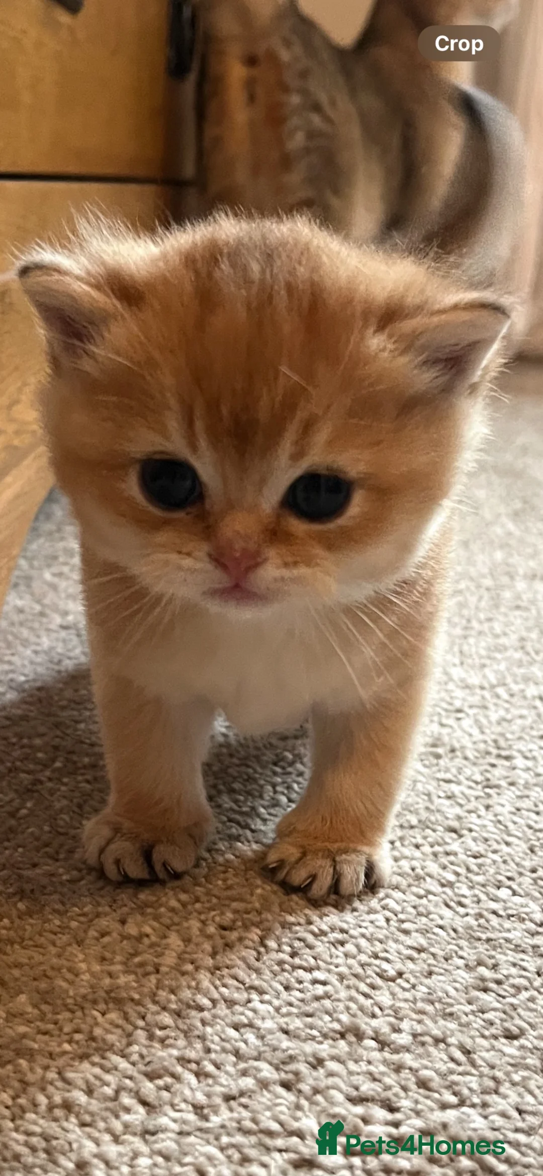 British Shorthair cats for sale: GCCF GOLDEN NY12 and BLUE GOLDEN AY12  - Advert 30