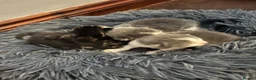Mixed Breed cats for adoption: Rescue cat, Dolly's kittens- 1 boy and 1 girl left - Advert 7