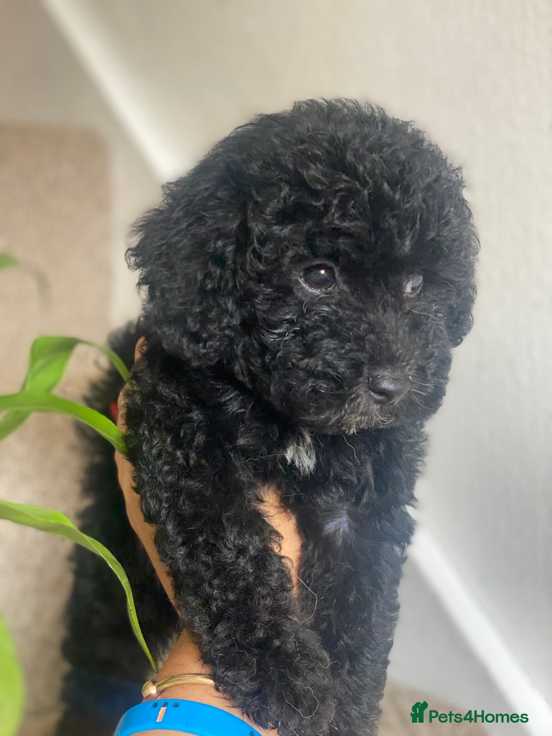 Maltipoo dogs for sale: 🐾Beautiful Maltipoo Girl HEALTH CHECKED🐾 - Image 5