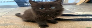 Ragdoll 2