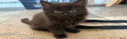 Ragdoll cats for sale: Ragdoll x Russian Blue Kittens - Advert 5