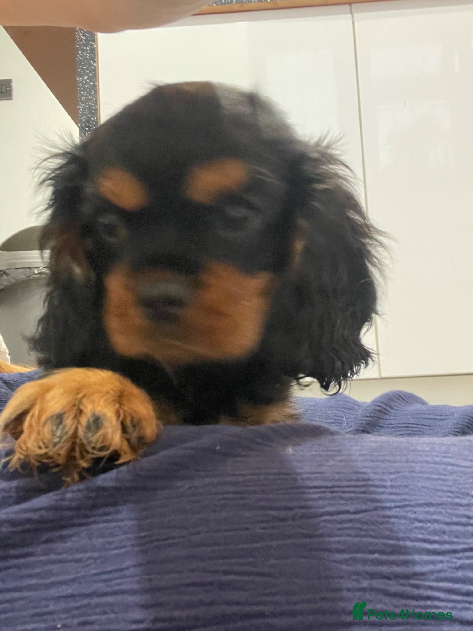 Cavalier King Charles Spaniel dogs Black and Tan girl  Cavalier King Charles spaniels - Advert 4