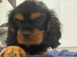 Cavalier King Charles Spaniel dogs Black and Tan girl Cavalier King Charles spaniels - Advert 4