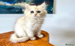 British Longhair cats for sale: Copper Silver British Longhair - Image 2