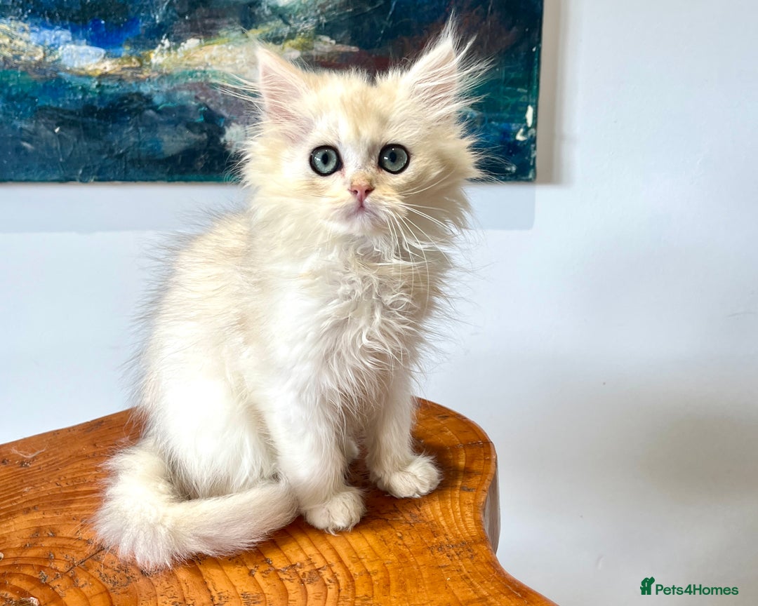 British Longhair cats for sale: Copper Silver British Longhair - Image 2