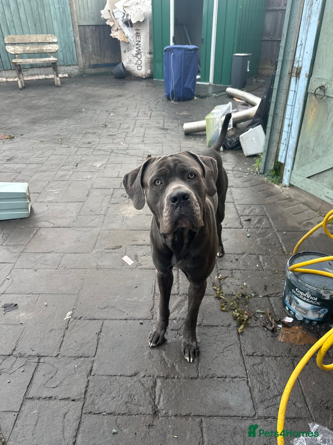 Cane Corso dogs for sale: Cane corso blue boy  - Image 4