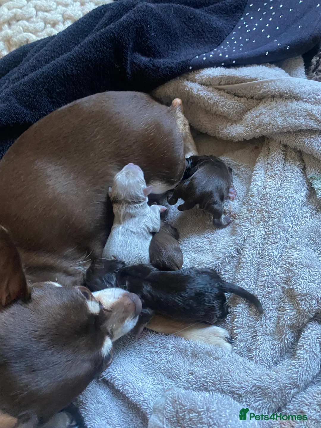 Chihuahua dogs for stud: Reggie the chocolate chi for stud in Ipswich - Advert 4