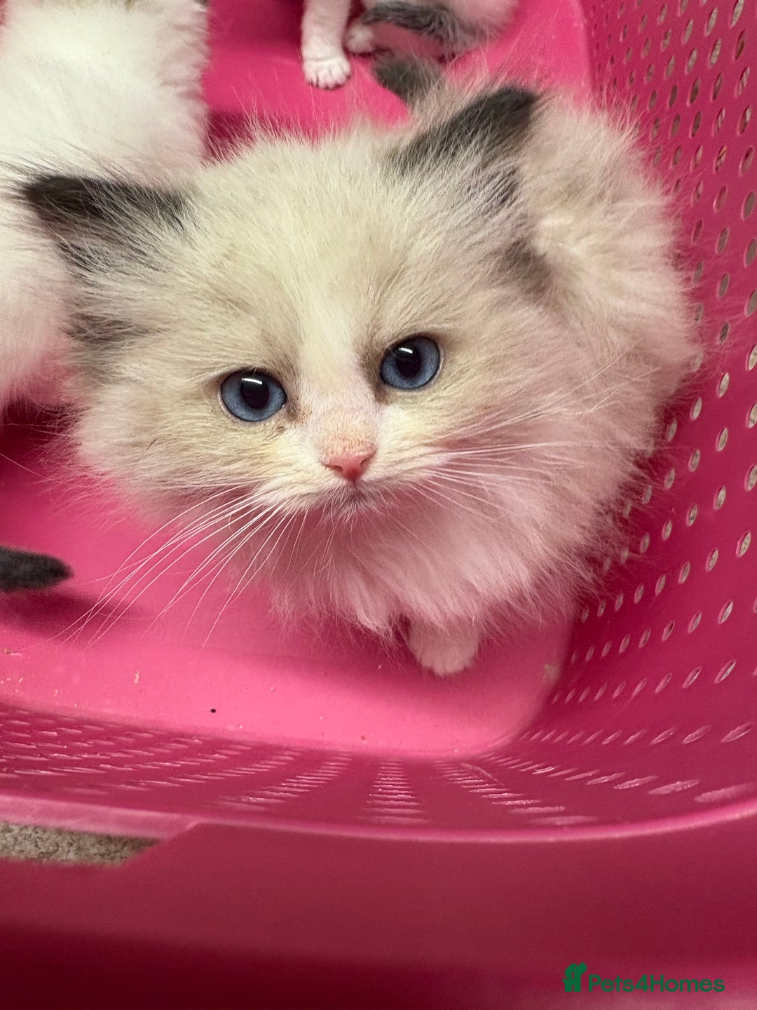 Ragdoll cats for sale: Genuine Ragdoll kittens from pedigree parents.  - Advert 6