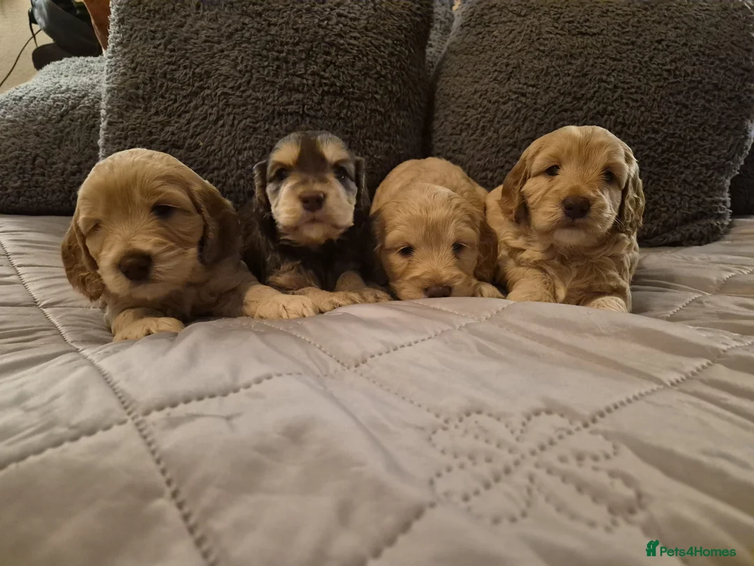 Cockapoo dogs for sale: Stunning litter of cockapoos ready soon  - Advert 2