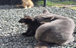 British Shorthair cats for sale: Kittens Ready Now  - Image 9