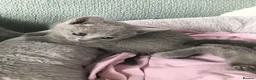 Russian Blue cats for sale: TICA registered Russian Blue kittens - Advert 15