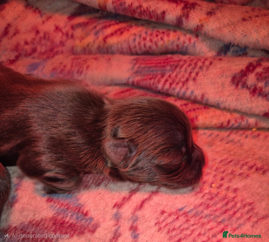 Yorkshire Terrier dogs for sale: Yorkshire Terrier puppies chocolate  - Advert 2