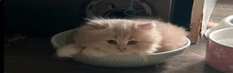 Scottish Fold cats for sale: Ginger Scottish fold kittens long hair - Advert 4