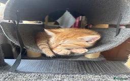 Mixed Breed cats for sale: 2 gorgeous tabby ginger boys  - Image 3