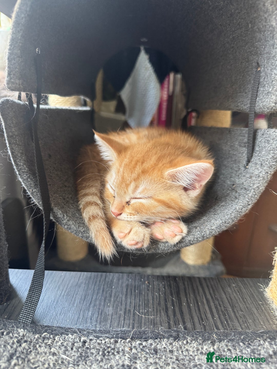 Mixed Breed cats for sale: 2 gorgeous tabby ginger boys  - Image 3