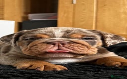 English Bulldog dogs for sale: Amazing litter of English bulldogs - Image 4