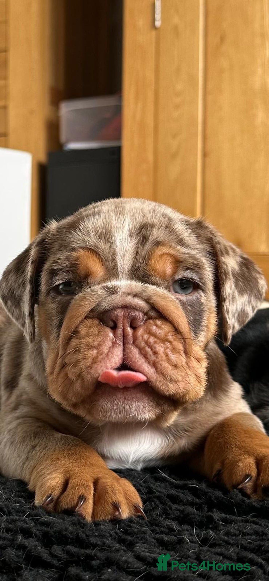 English Bulldog dogs for sale: Amazing litter of English bulldogs - Image 4