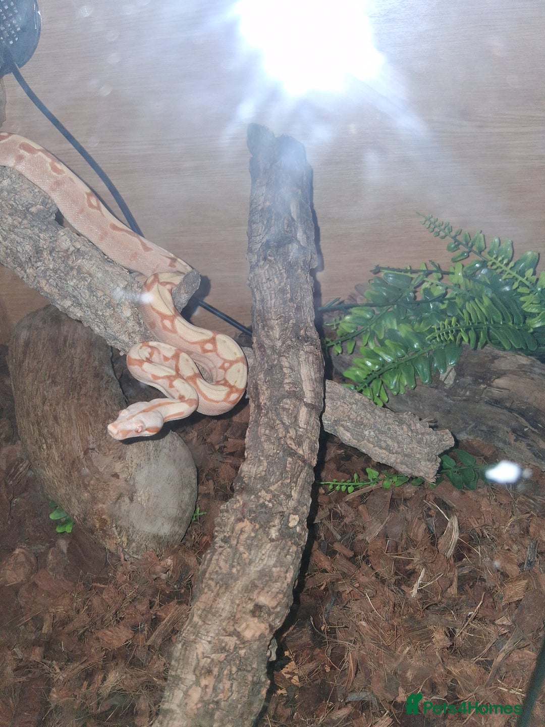 Boa Snake reptiles for sale: Boa  constrictor - Advert 3