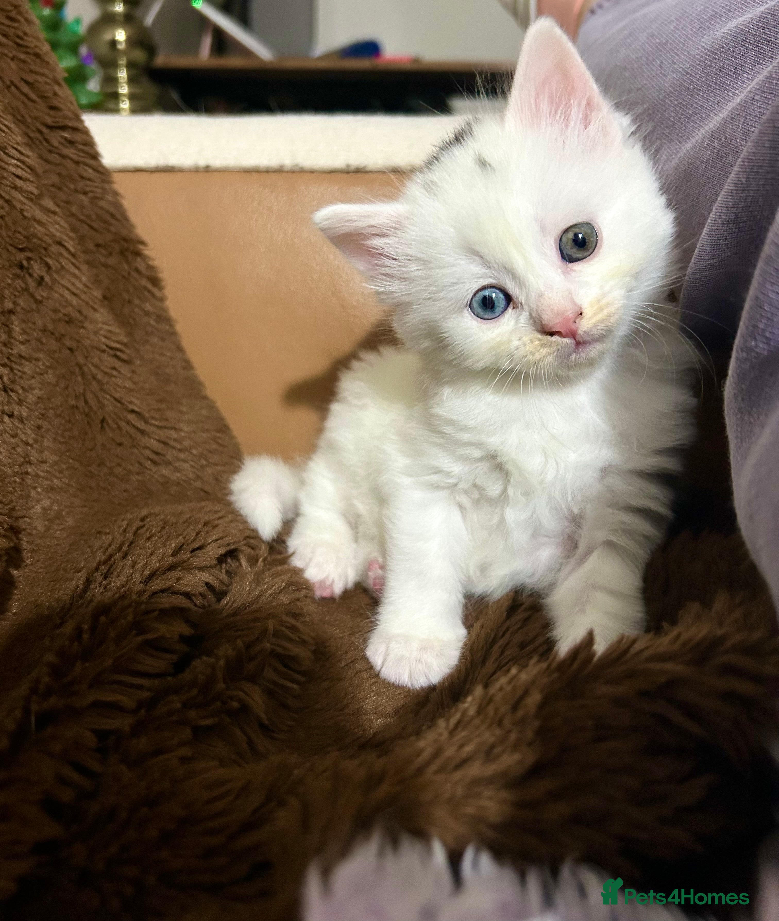 Ragdoll cats RUSSIAN DOLL kittens  - Advert 13