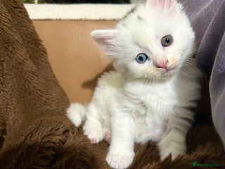 Ragdoll cats RUSSIAN DOLL kittens - Advert 13