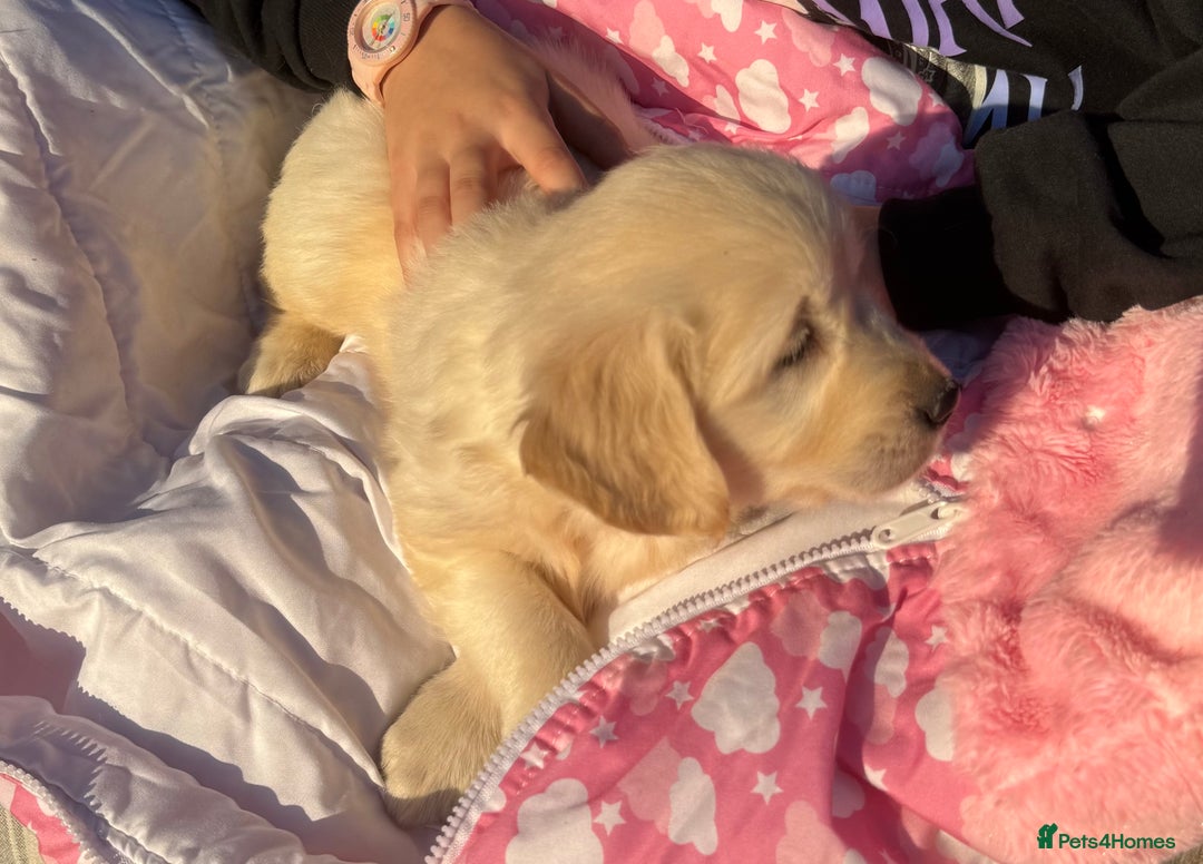 Golden Retriever dogs for sale: QUALITY GOLDEN RETREIVER PUPPIES - Image 14