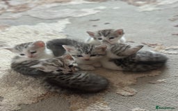 British Longhair cats for sale: Cross breed kittens  - Image 2