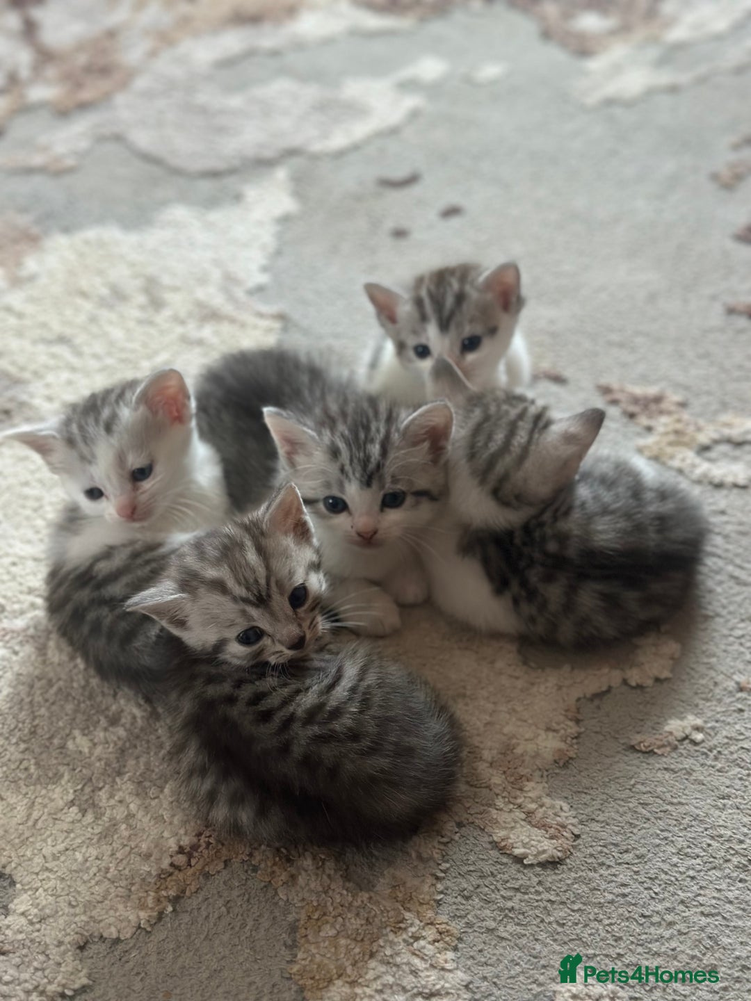 British Longhair cats for sale: Cross breed kittens  - Image 2