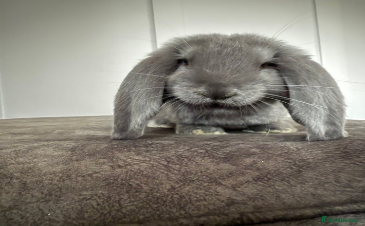 French Lop rabbits - Advert 3