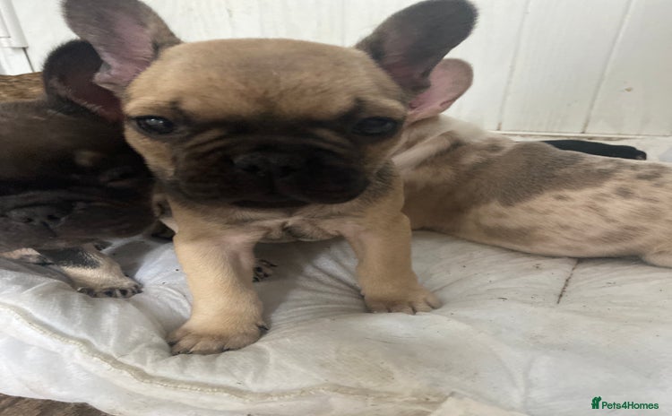 French Bulldog dogs - Advert 11
