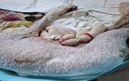 Standard Poodle dogs for sale: Standard poodle puppies  - Image 2