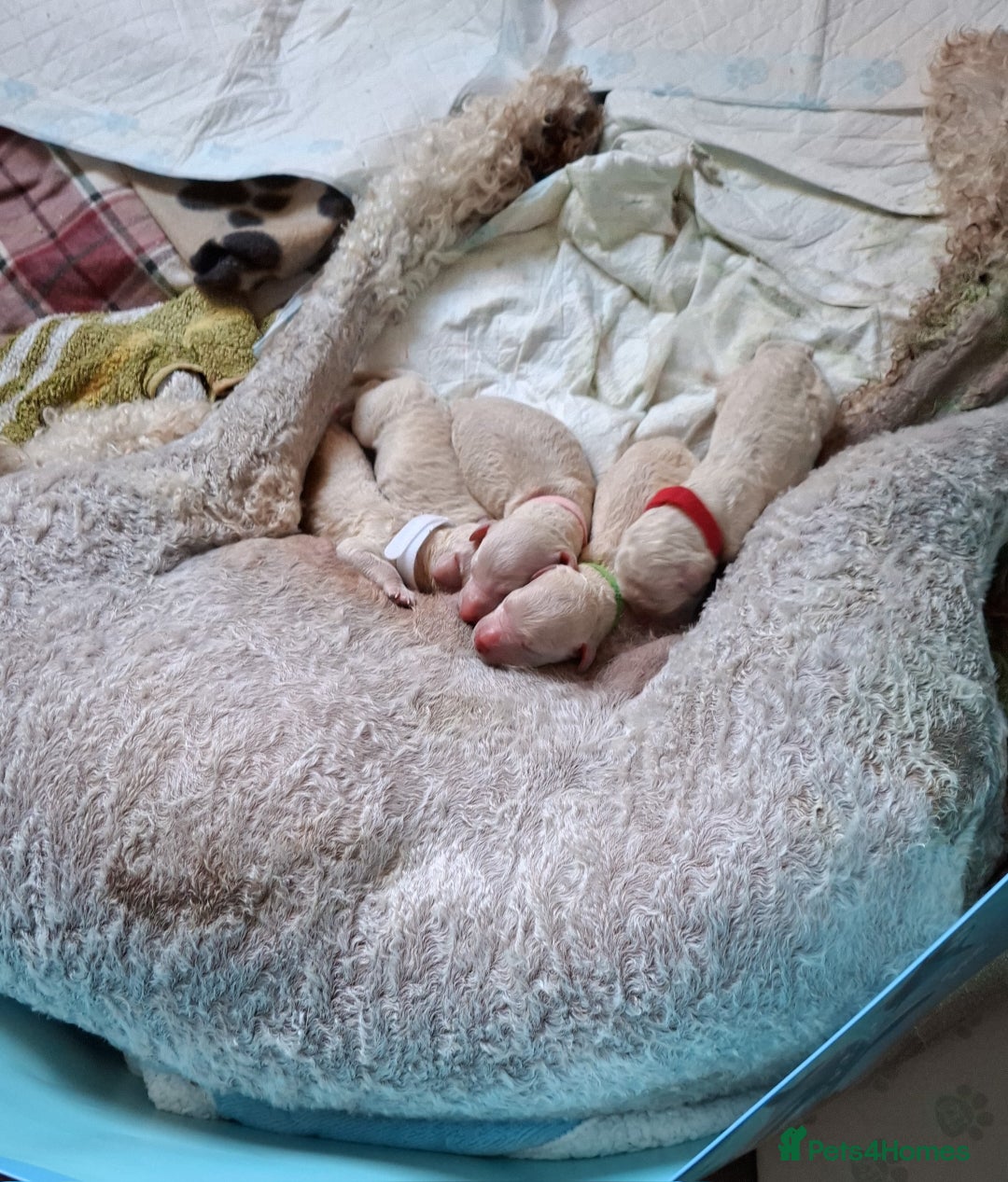 Standard Poodle dogs for sale: Standard poodle puppies  - Image 2